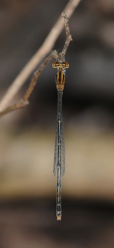 Female
2010_09_24_Wakulla_FL